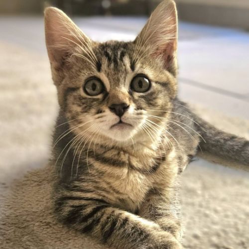 Babylon, adorable chaton à l'adoption