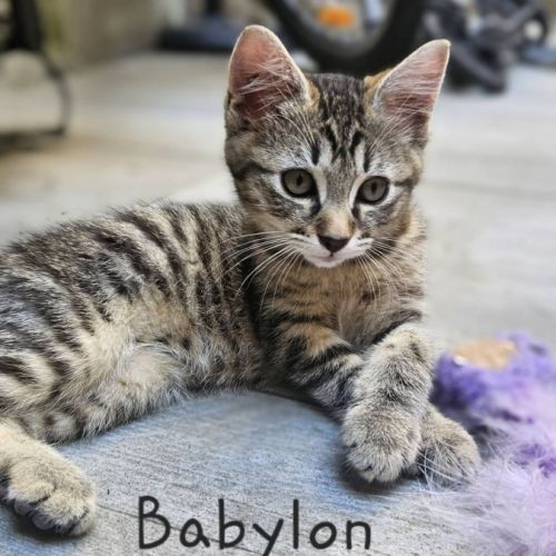 Babylon, adorable chaton à l'adoption #2