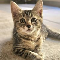 Babylon, adorable chaton à l'adoption
