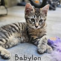 Babylon, adorable chaton à l'adoption #2
