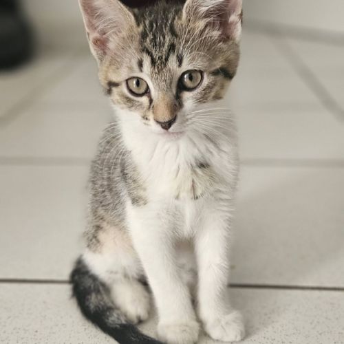 Bali, adorable chaton à l'adoption #1