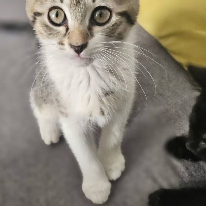 Bali, adorable chaton à l'adoption