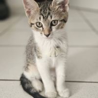 Bali, adorable chaton à l'adoption #1