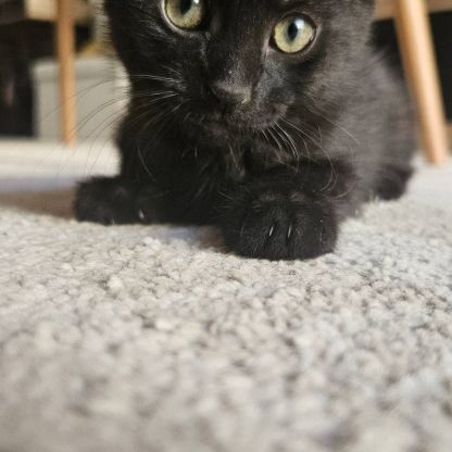 Baguera, adorable chaton à l'adoption #1