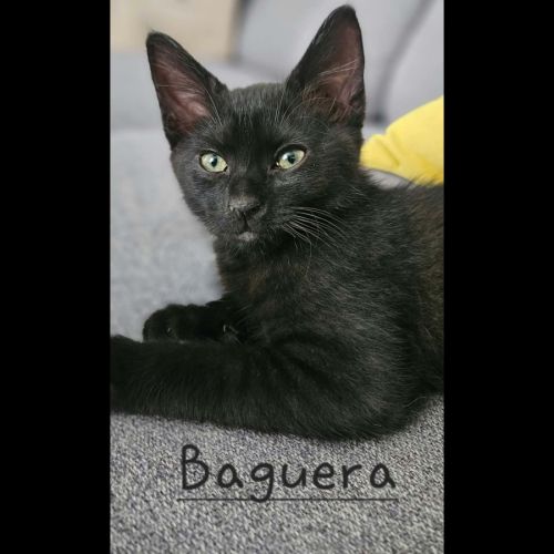 Baguera, adorable chaton à l'adoption
