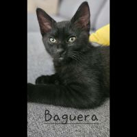 Baguera, adorable chaton à l'adoption #0