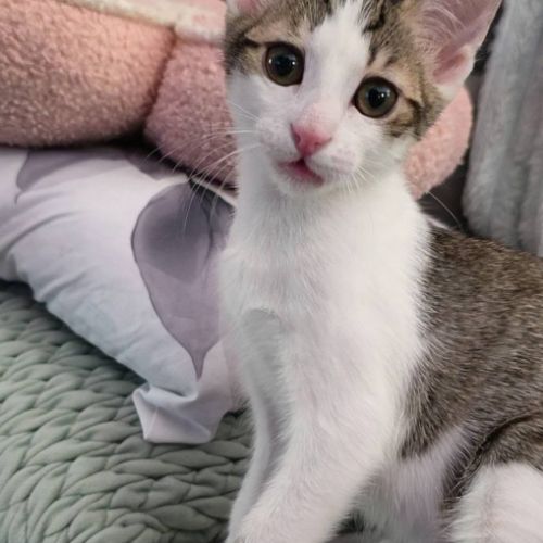 Lilith, adorable chaton à l'adoption #2