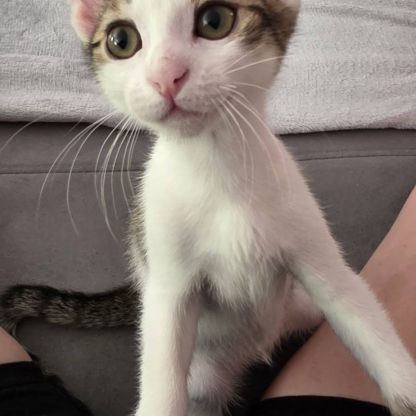 Lilith, adorable chaton à l'adoption #3