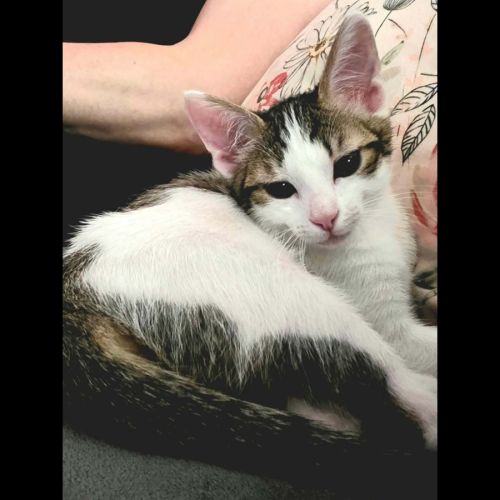 Lilith, adorable chaton à l'adoption #0