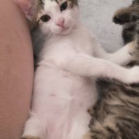 Lilith, adorable chaton à l'adoption #1