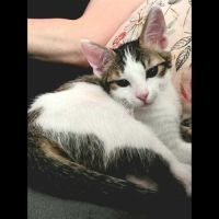 Lilith, adorable chaton à l'adoption