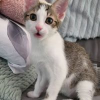 Lilith, adorable chaton à l'adoption #5