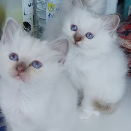 Chatons sacré de birmanie loof en 5 fois #1