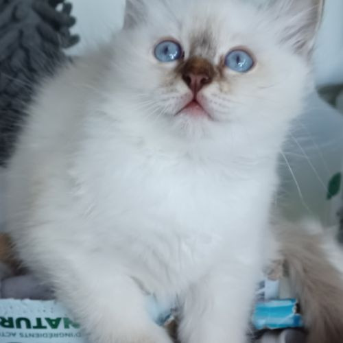 Chatons sacré de birmanie loof en 5 fois #2