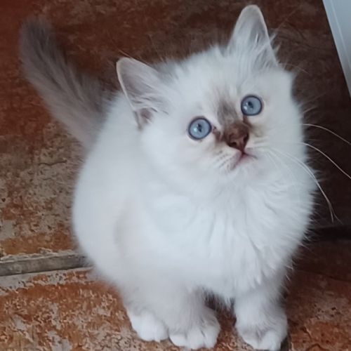 Chatons sacré de birmanie loof en 5 fois #4