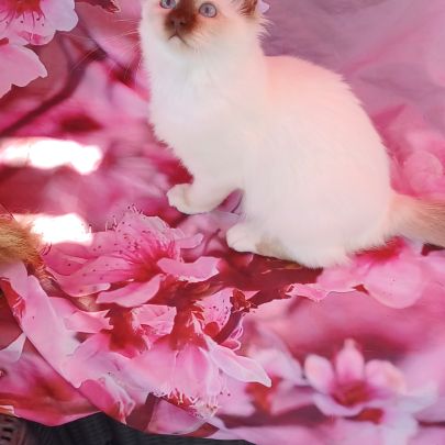 Chatons sacré de birmanie loof en 8 fois #3