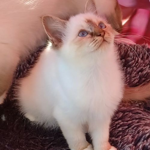 Chatons sacré de birmanie loof en 8 fois #6