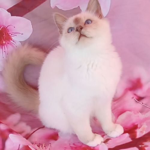 Chatons sacré de birmanie loof en 8 fois