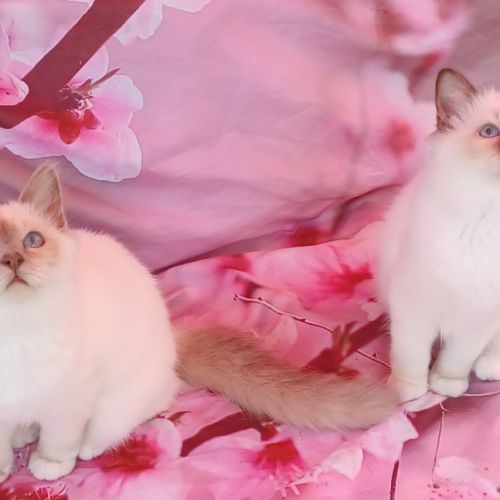 Chatons sacré de birmanie loof en 8 fois #8