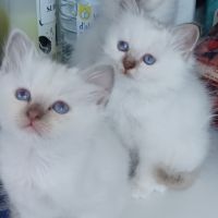 Chatons sacré de birmanie loof en 5 fois #1