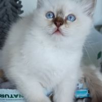 Chatons sacré de birmanie loof en 5 fois #2