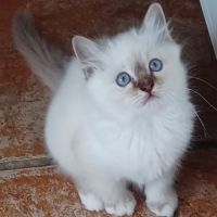 Chatons sacré de birmanie loof en 5 fois #4