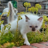 Chatons sacré de birmanie loof en 5 fois #5