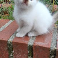 Chatons sacré de birmanie loof en 5 fois #6