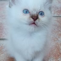 Chatons sacré de birmanie loof en 5 fois #7