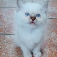 Chatons sacré de birmanie loof en 5 fois #8