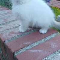 Chatons sacré de birmanie loof en 5 fois #9