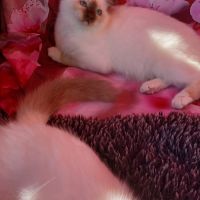 Chatons sacré de birmanie loof en 8 fois #1