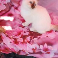 Chatons sacré de birmanie loof en 8 fois #2