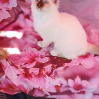 Chatons sacré de birmanie loof en 8 fois #3