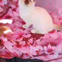 Chatons sacré de birmanie loof en 8 fois #4