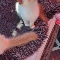 Chatons sacré de birmanie loof en 8 fois #5