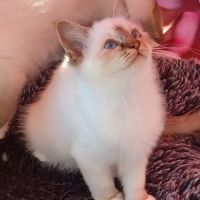Chatons sacré de birmanie loof en 8 fois #6