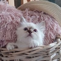 Chatons sacré de birmanie loof en 5 fois