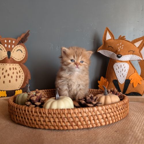 Chatons british longhair loof #5