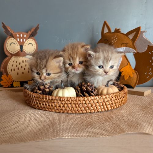 Chatons british longhair loof #10