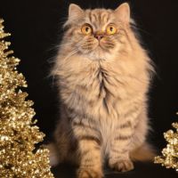 Chatons british longhair loof #1