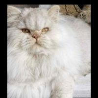 Chatons british longhair loof #2