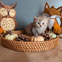 Chatons british longhair loof #3
