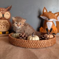 Chatons british longhair loof #4