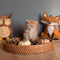 Chatons british longhair loof #5