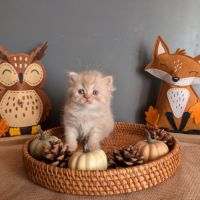 Chatons british longhair loof #6