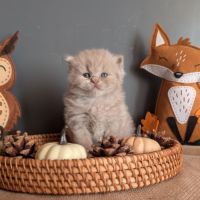 Chatons british longhair loof #7