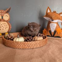 Chatons british longhair loof #8
