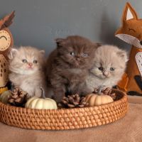 Chatons british longhair loof
