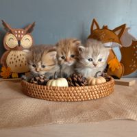 Chatons british longhair loof #10